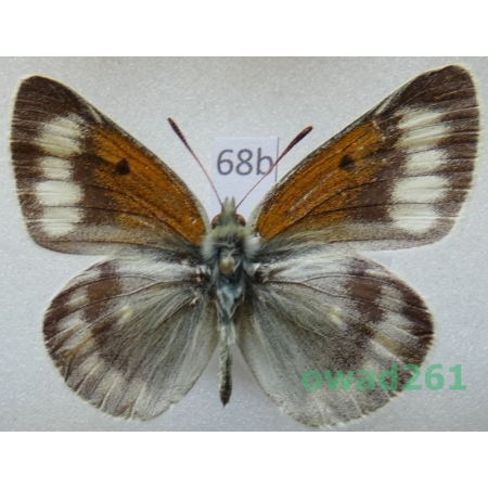 Colias christophi Grum-Grshimailo, 1885 male Uzbekistan68b